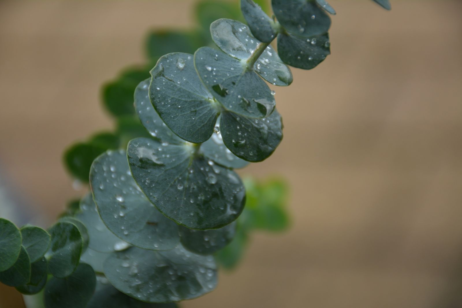 Eucalyptus Baby Blue